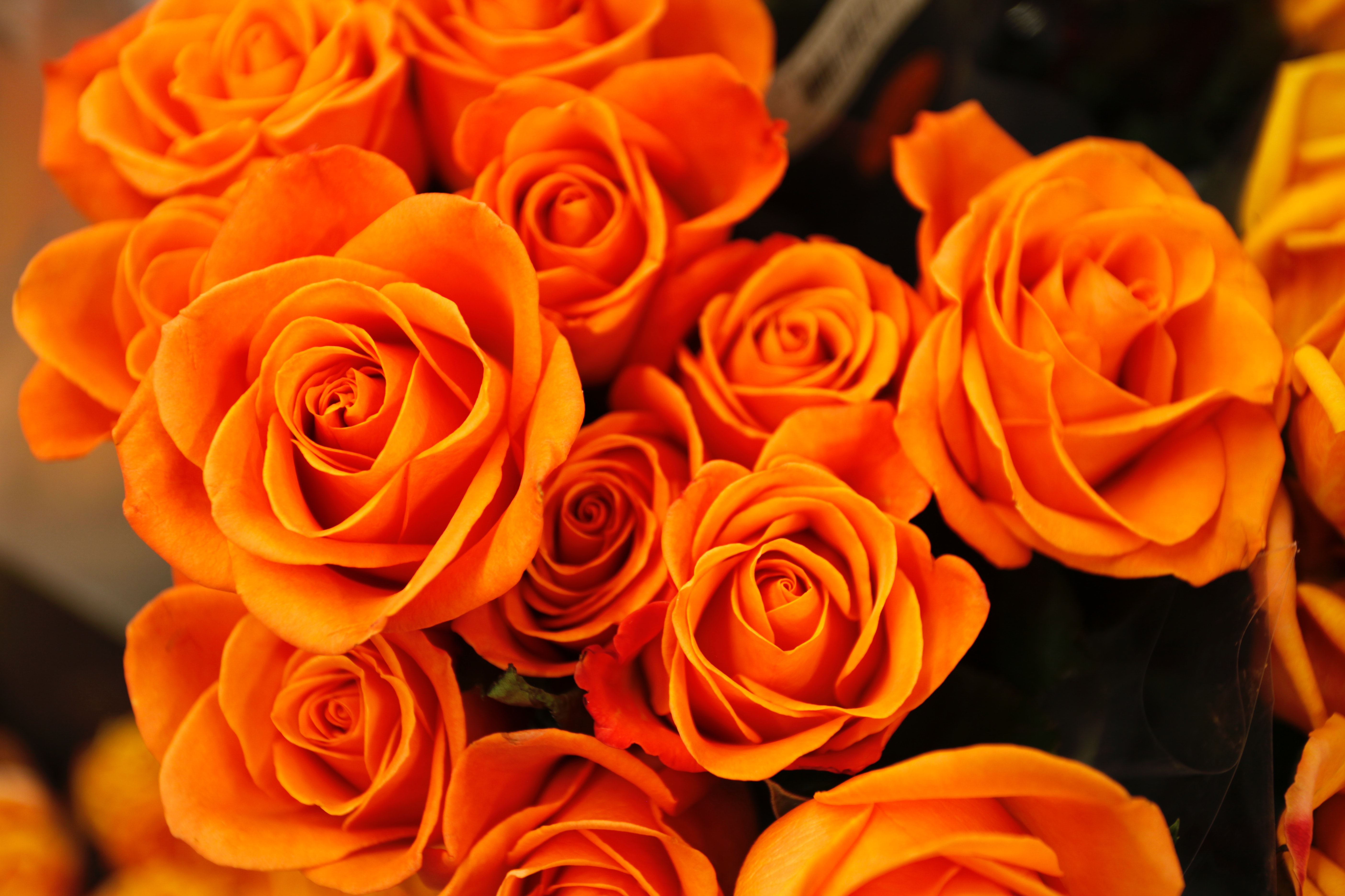 Vackra orangea rosor