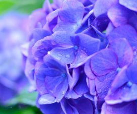 En lila hortensia
